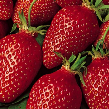 Клубника  Гаригуэтта  (упаковка 5 шт.)