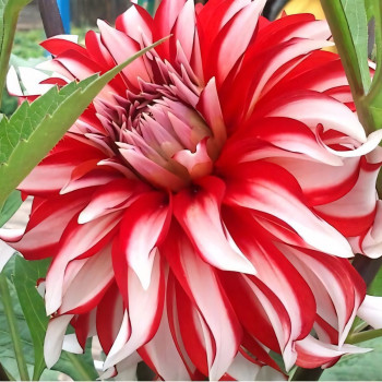 Саженцы Георгина Santa Claus Us