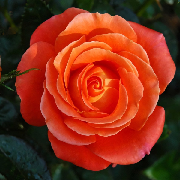 Саженцы Роза чайно-гибридная Стар 2000