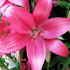  Лилия Purple Diamond (Пурпл Диамонд)