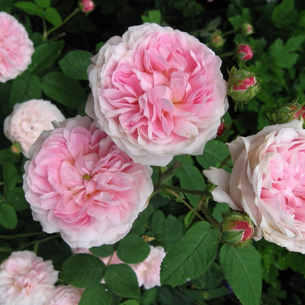 Саженцы Роза парковая Бель Изис