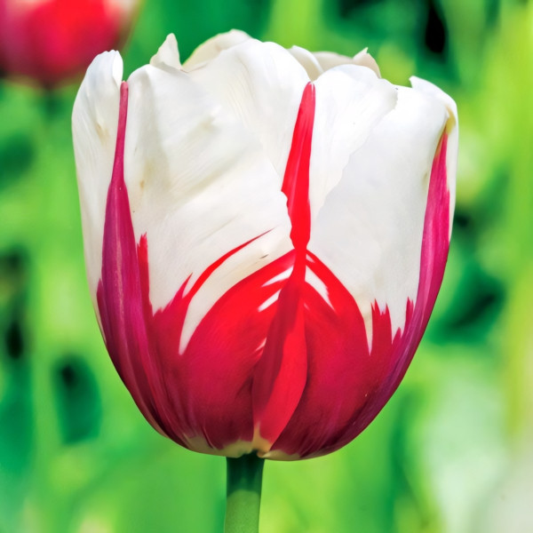 Луковицы Тюльпан Ворлд Экспрешн (в упаковке - 3шт.)