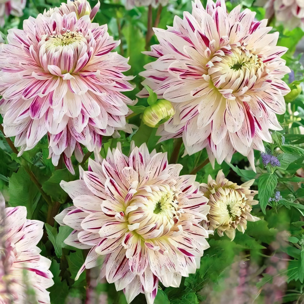 Саженцы Георгина декоративная Avignon (Авиньон)