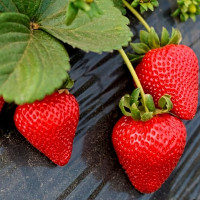 Саженцы Земляника Майя, 5шт.