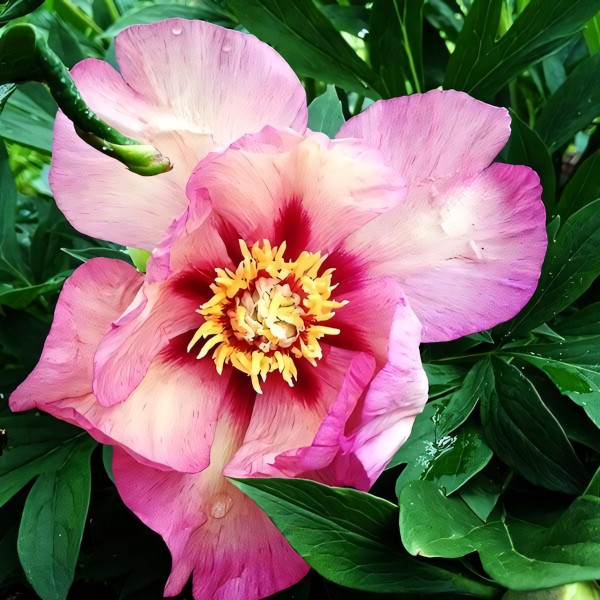 Саженцы Пион Vision of Sugar Plums (Визион оф Шугар Пламс)