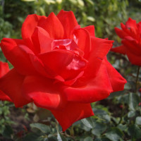 Саженцы Роза чайно-гибридная Лидка