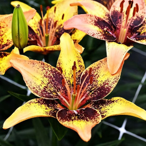  Лилия биколор азиатская Tribal Dance (Трибал Данс)