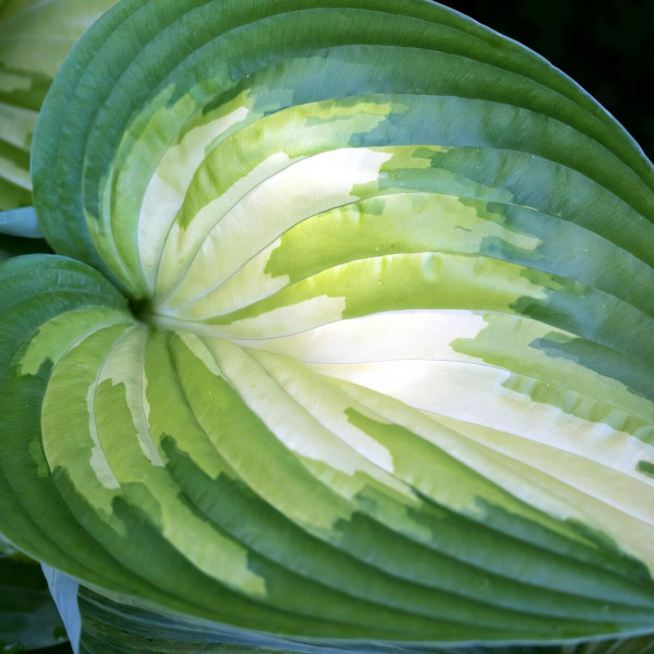 Саженцы Хоста Rare Breed (Реар Брид) М