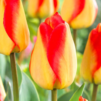 Тюльпан Дарвина Американ Дрим (в упаковке - 3шт.)