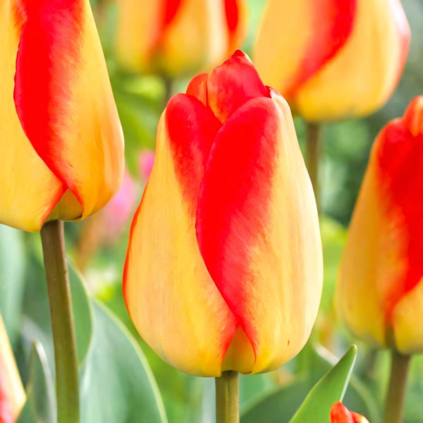 Луковицы Тюльпан Дарвина Американ Дрим (в упаковке - 3шт.)