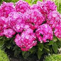 Саженцы Флокс метельчатый Bambini Sweet Tart (Бамбини Свит Тарт)