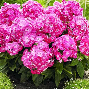 Саженцы Флокс метельчатый Bambini Sweet Tart (Бамбини Свит Тарт)