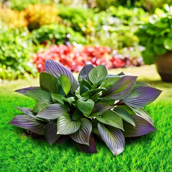 Саженцы Хоста First Blush (Фёрст Блаш) М