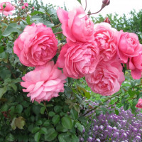 Саженцы Роза флорибунда Раймонд Бланк