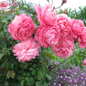 Саженцы Роза флорибунда Раймонд Бланк