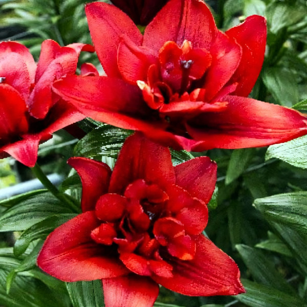 Луковицы  Лилия азиатская Canary Wharf (Канари Варф) (3шт.)