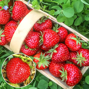 Клубника (крупноплодная) Славутич 5 шт. в упаковке