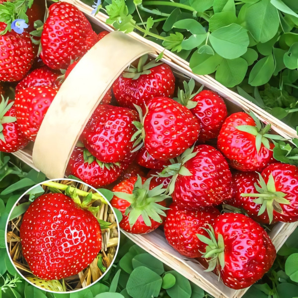 Клубника (крупноплодная) Славутич 5 шт. в упаковке