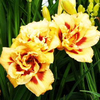 Саженцы Лилейник Bonibrae Sharky (Бонибраэ Шарки)