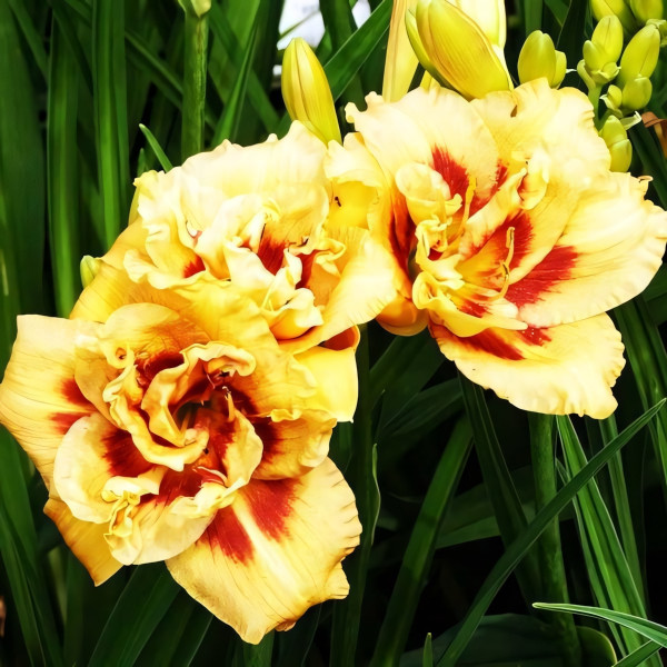 Саженцы Лилейник Bonibrae Sharky (Бонибраэ Шарки)