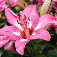 Луковицы  Лилия биколор азиатская Rozalynn (Розалинн) (3шт.)