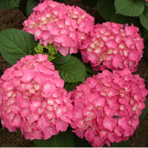 Гортензия крупнолистовая Freudenstein (Фрейденштейн)