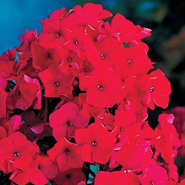 Саженцы Флокс Tenor (Тенор)