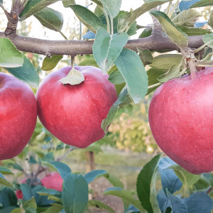 Саженцы Яблоня Ред Чиф
