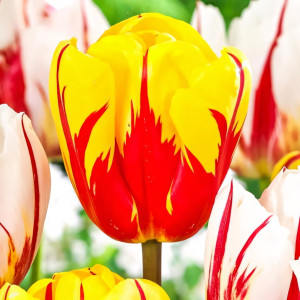 Тюльпан Холланд Куин (в упаковке - 3шт.)