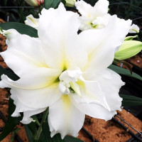 Луковицы  Лилия махровая восточная Blizzard (Близзард) (3шт.)