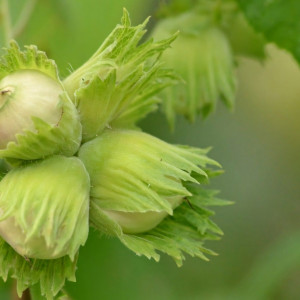 Саженцы Фундук Барселонский