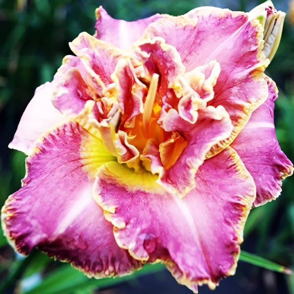 Саженцы Лилейник Unlock the Stars (Анлок Зе Старз)