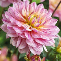 Саженцы Георгина декоративная Pink Magic (Пинк Мэджик)