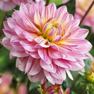 Саженцы Георгина декоративная Pink Magic (Пинк Мэджик)