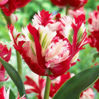 Луковицы Тюльпан попугайный Эстелла Рижнвельд (в упаковке - 3шт.)