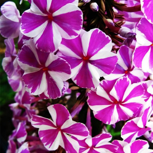 Саженцы Флокс метельчатый Peppermint Twist (Пеперминт Твист)