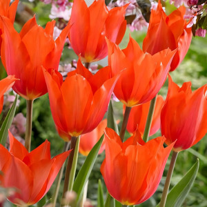 Тюльпан Темпл'с Фэйворит (в упаковке - 3шт.)