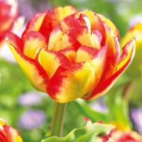 Луковицы Тюльпан махровый Сандаунер (в упаковке - 3шт.)