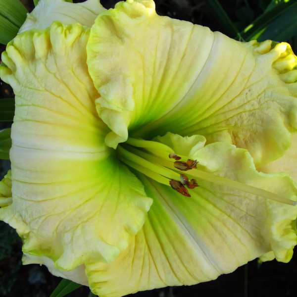 Саженцы Лилейник Green Mystique (Грин Мастик)