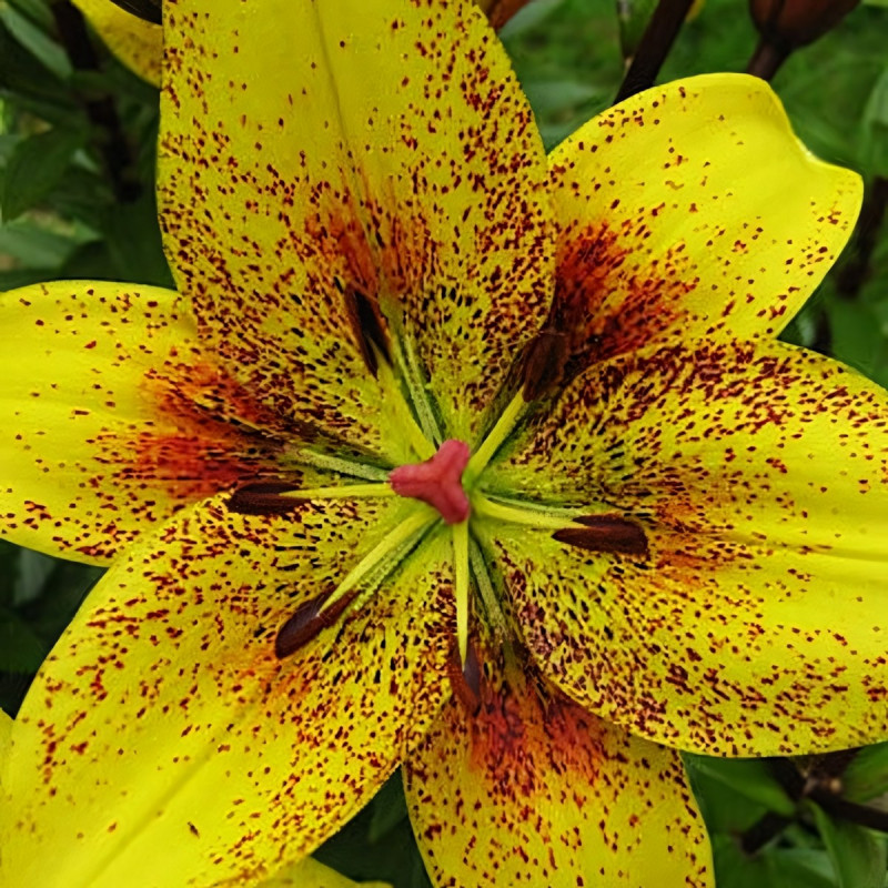 Луковицы  Лилия Belo Horizont (3шт.)