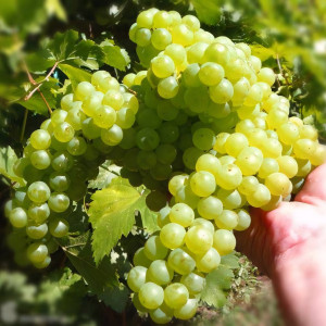 Саженцы Виноград кишмиш белый