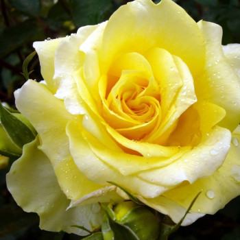 Саженцы Роза чайно-гибридная Амандина