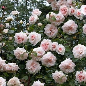 Саженцы Роза плетистая Пенни Лейн