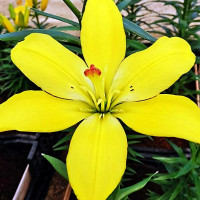 Луковицы  Лилия ЛА гибрид Yellow Cocot (Йеллоу Кокот) (3шт.)