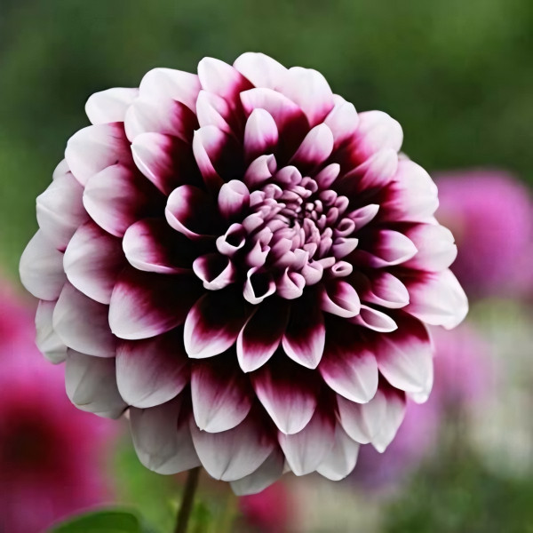 Саженцы Георгина декоративная Vik Jesse (Вик Джесс)