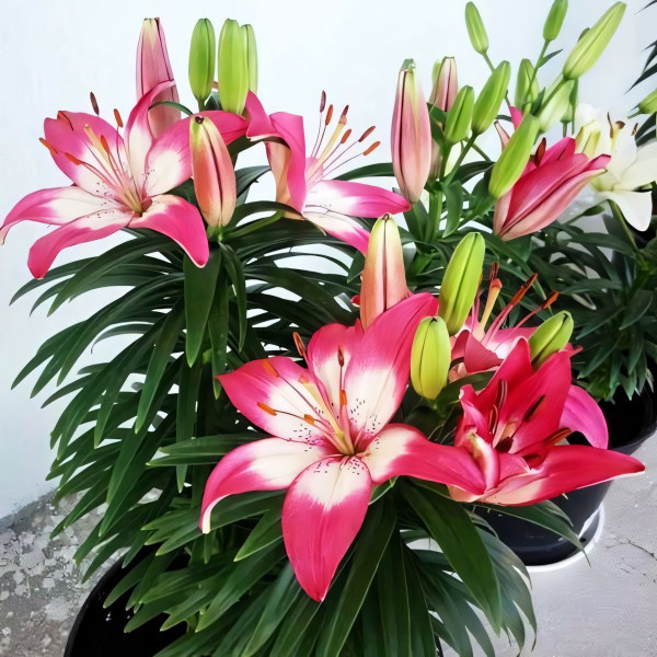 Луковицы  Лилия азиатская Perfect Joy (Перфект Джой) (3шт.)