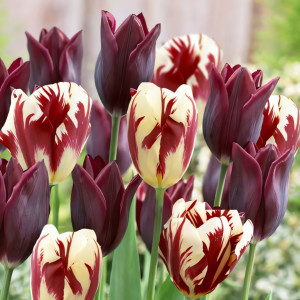 Тюльпан Триумф Гранд Вельвет, микс (в упаковке - 3шт.)
