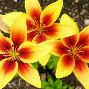  Лилия биколор азиатская Grand Cru (Гранд Крю)