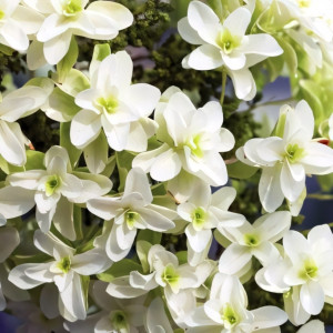 Гортензия дуболистная Snow Flake