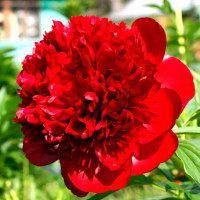 Саженец Пион Ред